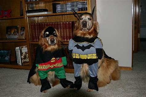 dog in bat costume|batman and robin dog costumes.